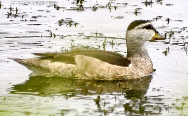 Cotton Pygmy-Goose - ML379658231