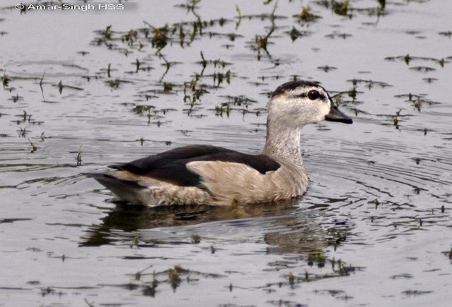 Cotton Pygmy-Goose - ML379658311