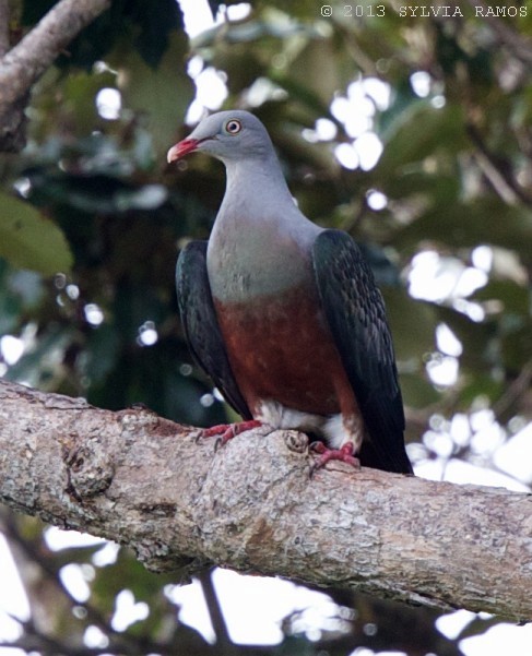 Spotted Imperial-Pigeon - ML379658571