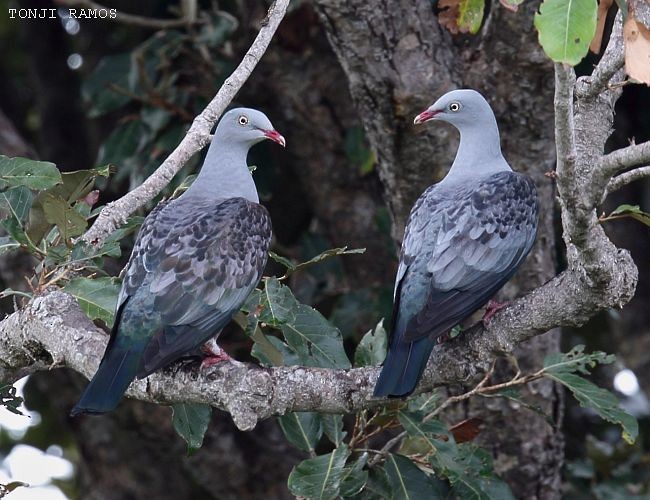 Spotted Imperial-Pigeon - Tonji Ramos