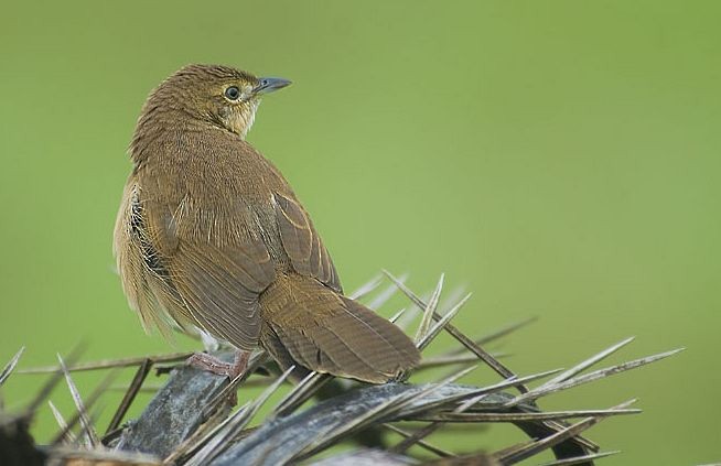 Broad-tailed Grassbird - ML379658851