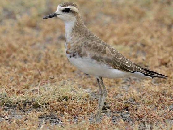 Caspian Plover - ML379659411