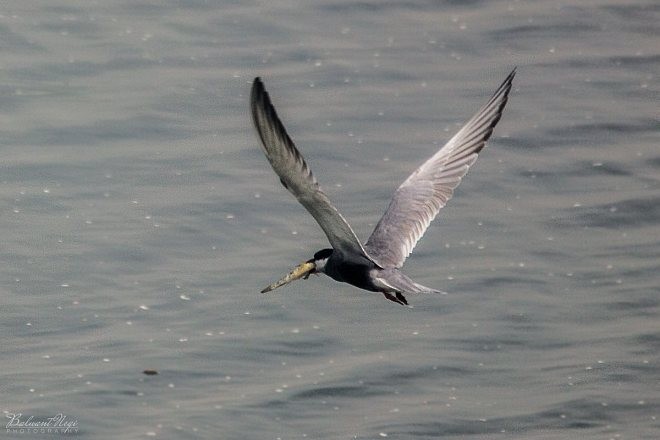 Whiskered Tern - Balwant Negi