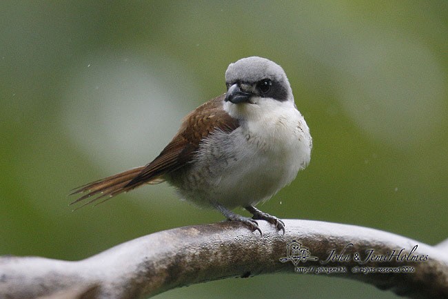 Tiger Shrike - ML379659951