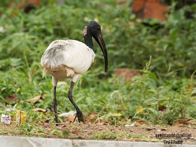ibis černohlavý - ML379660041