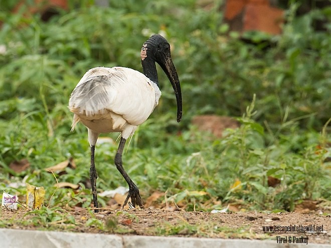 Ibis à tête noire - ML379660041