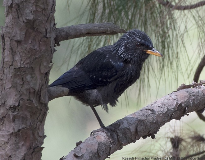 Blue Whistling-Thrush (Yellow-billed) - ML379660831