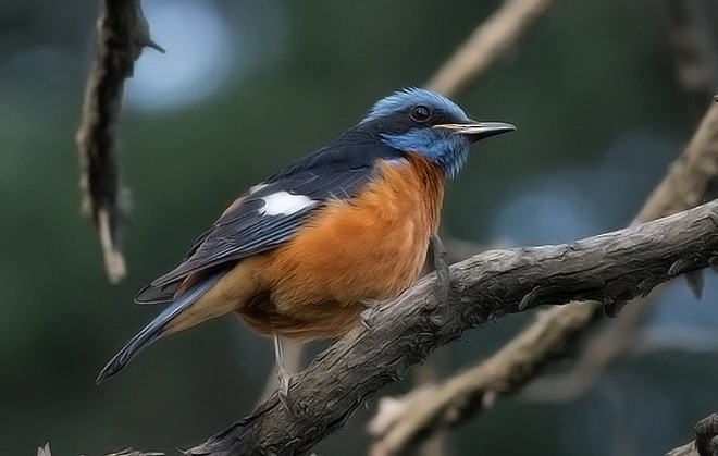 Blue-capped Rock-Thrush - ML379660841