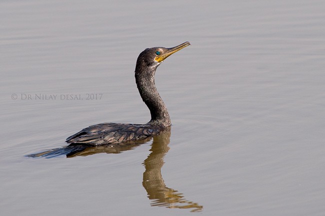 Indian Cormorant - ML379660941