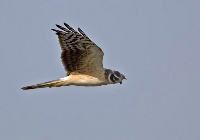 Pallid Harrier - Gaurav Bhatnagar