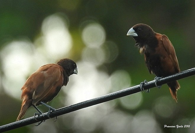 Chestnut Munia - Pramana Yuda