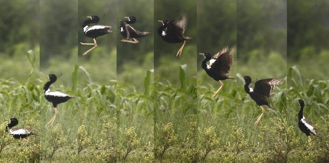 Lesser Florican - Devashish Deb