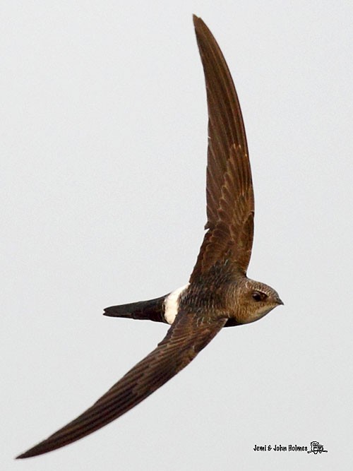 Pacific Swift - ML379661671