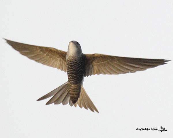 Pacific Swift - ML379661691