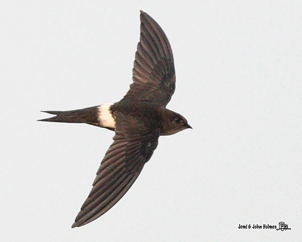 Pacific Swift - ML379661701