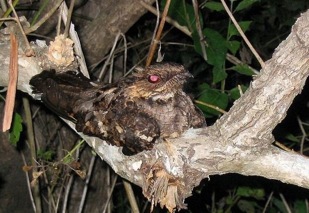 Philippine Nightjar - ML379661811