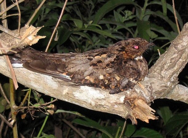 Philippine Nightjar - ML379661831