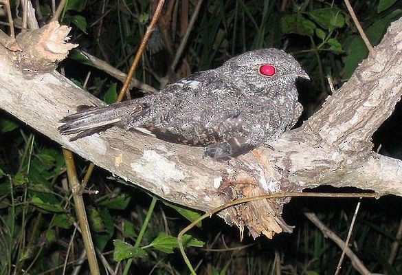 Chirruping Nightjar - ML379661861