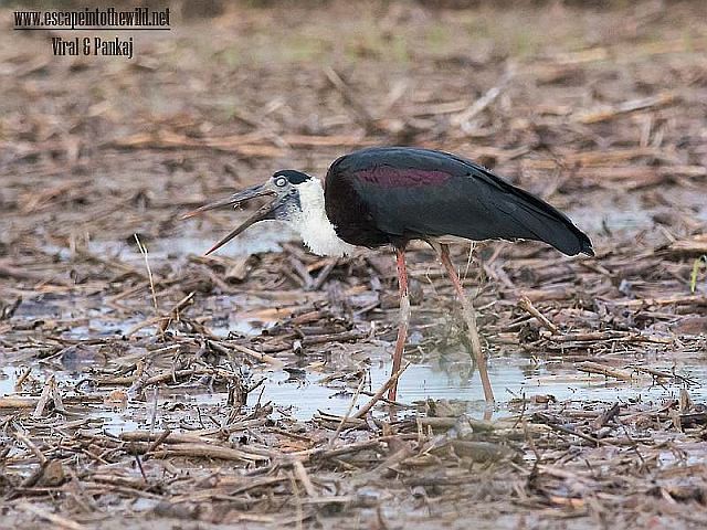 Asian Woolly-necked Stork - ML379661881