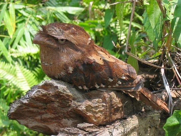 Philippine Frogmouth - ML379661921