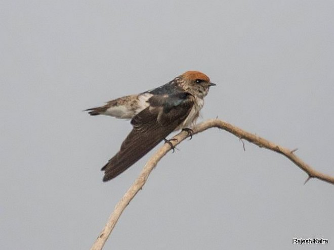 Streak-throated Swallow - ML379662171