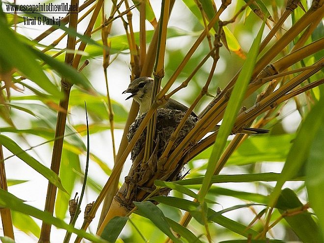 Small Minivet - Pankaj Maheria