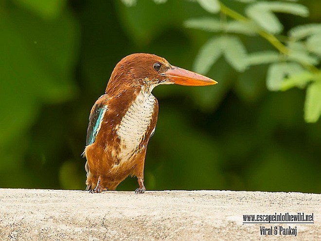 White-throated Kingfisher - ML379662251