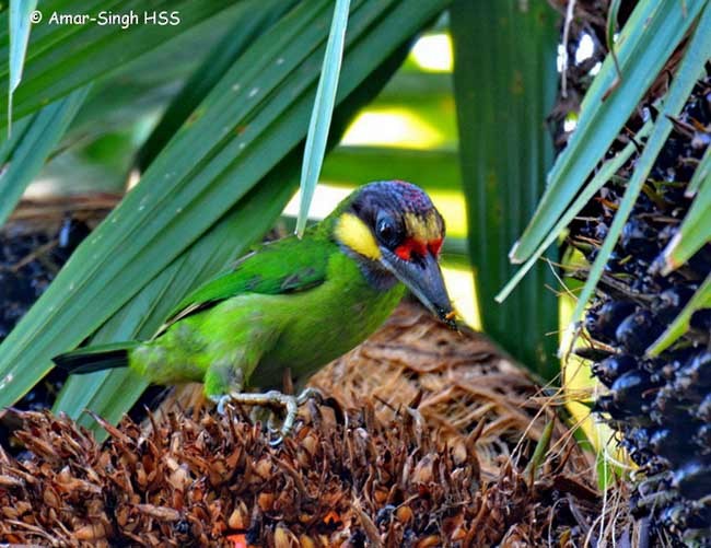 Gold-whiskered Barbet (Gold-faced) - ML379662271