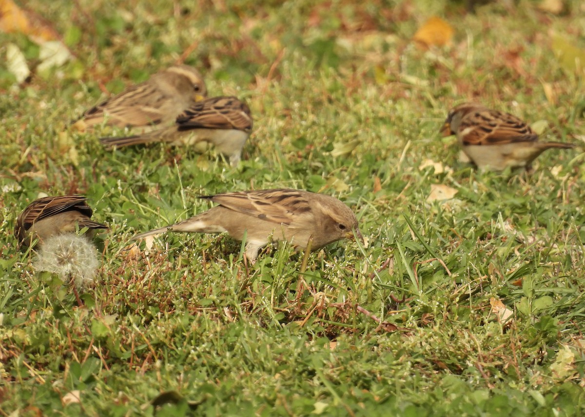 House Sparrow - ML379662421