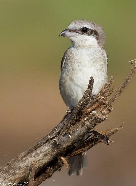 Brown Shrike - ML379662451