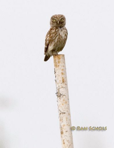 Little Owl (Little) - Ran Schols