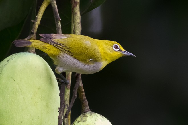 Indian White-eye - ML379662631