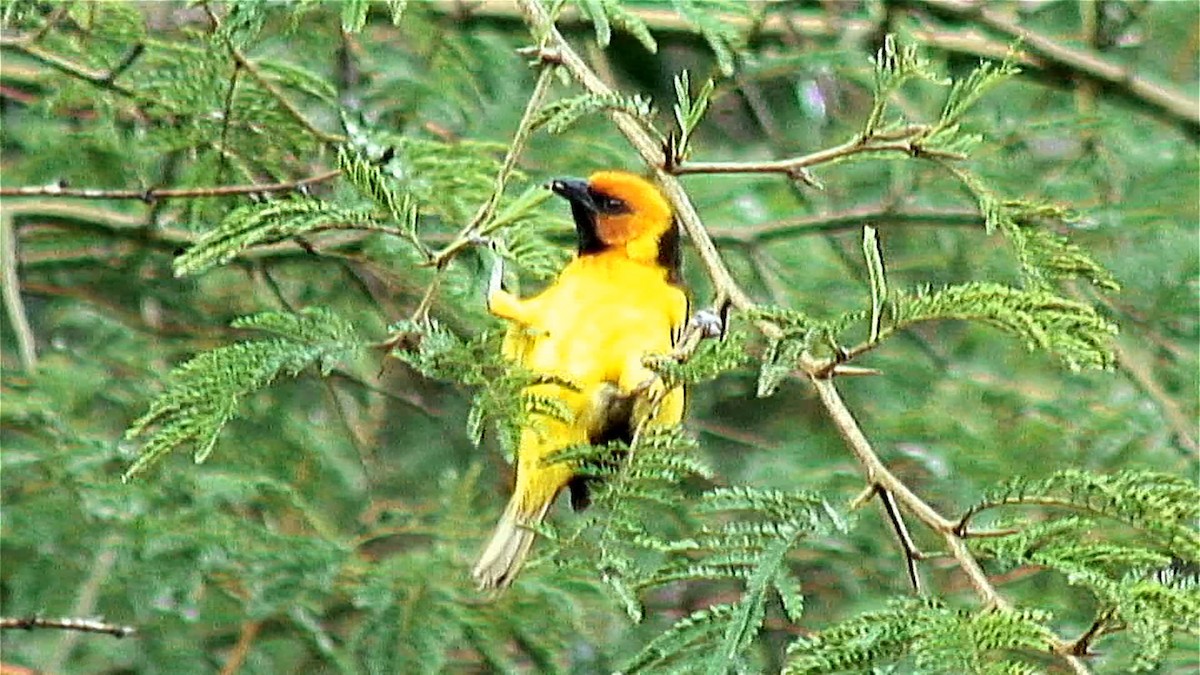 Black-necked Weaver - ML379662861