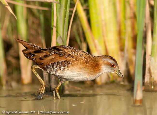 Zwergsumpfhuhn (pusilla) - ML379662871