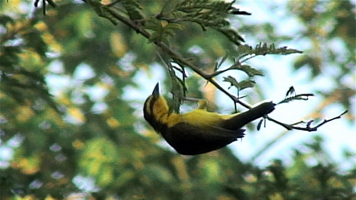 Black-necked Weaver - ML379662911