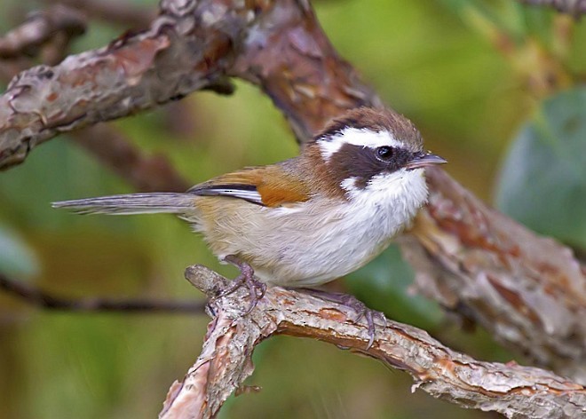 White-browed Fulvetta - ML379662941