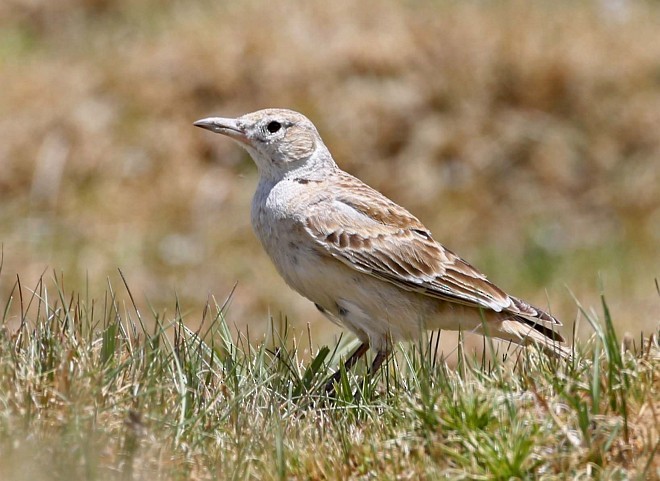 kalandra horská - ML379663041