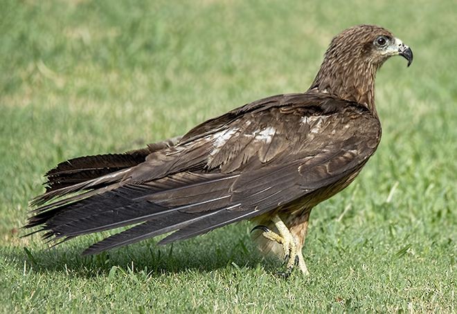 トビ（migrans グループ） - ML379663071