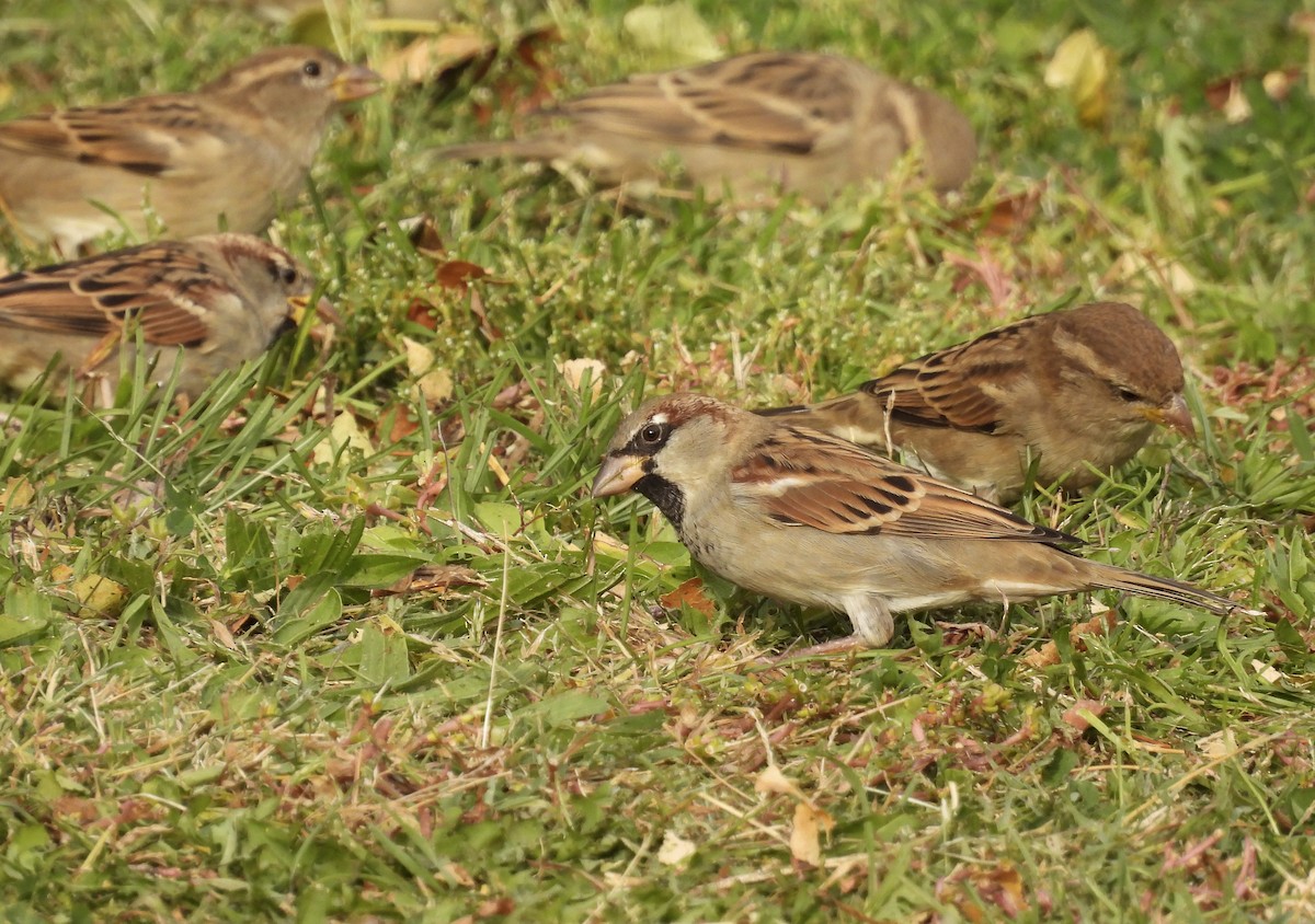 House Sparrow - ML379663091