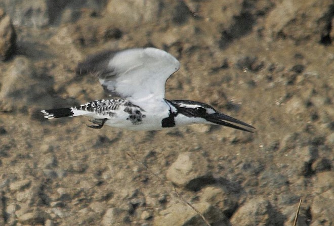 Pied Kingfisher - ML379663201