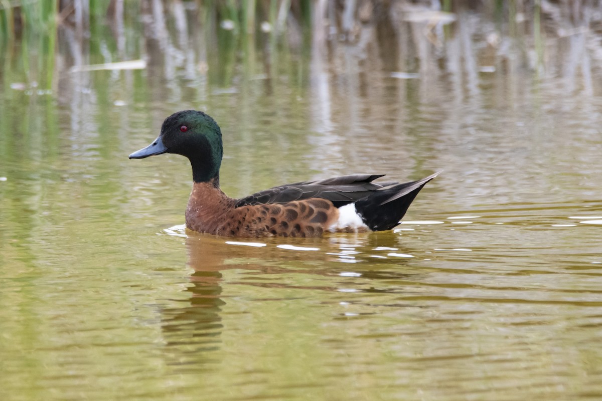 Chestnut Teal - ML379663241