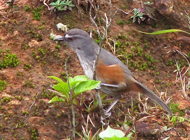 Ashambu Laughingthrush - ML379663271