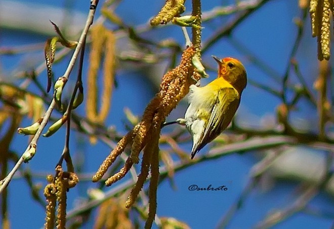 Fire-capped Tit - ML379663291
