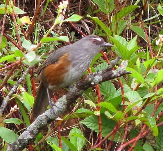 Ashambu Laughingthrush - ML379663571