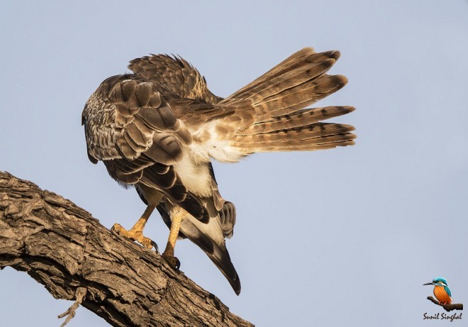 White-eyed Buzzard - Sunil Singhal