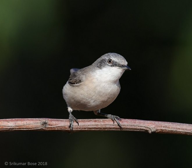 Lesser Whitethroat - ML379663831