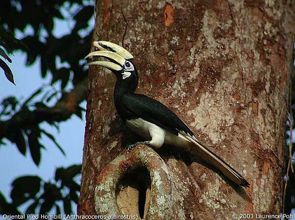 Oriental Pied-Hornbill - Laurence Poh