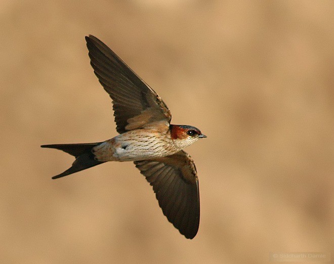 Red-rumped Swallow - ML379664221