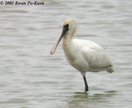 Black-faced Spoonbill - ML379664231