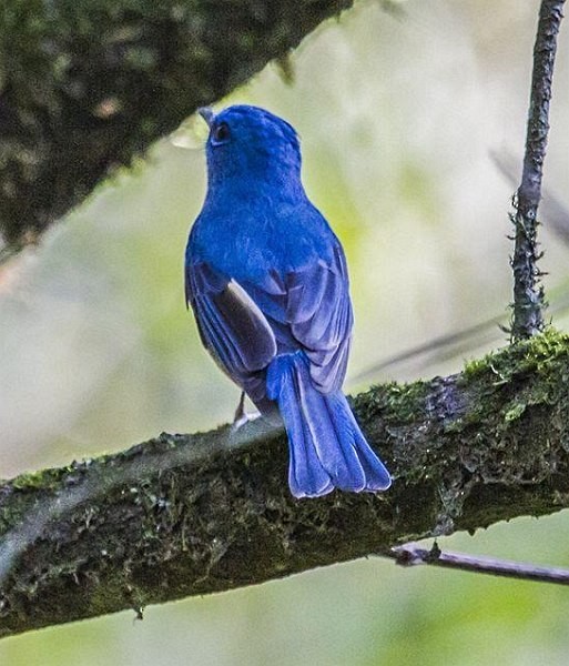 Pale Blue Flycatcher (Unicolored) - ML379664421